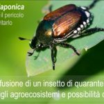 Popillia japonica